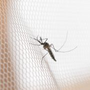 Plasă țânțari – Soluția eficientă pentru a te proteja de insecte