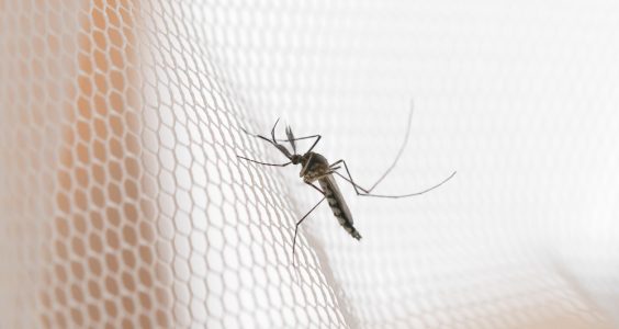 Plasă țânțari – Soluția eficientă pentru a te proteja de insecte