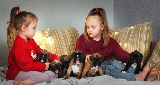 Ce înseamnă când visezi cățeluși mici și ce indică acest vis