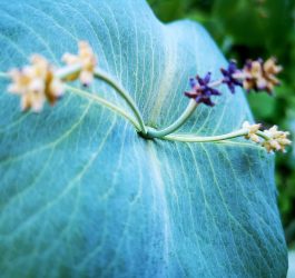 Wild yam – beneficii pentru sănătatea articulațiilor și funcția hepatică