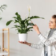5 plante de interior care vor adăuga un aer proaspăt casei tale
