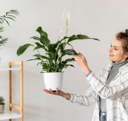 5 plante de interior care vor adăuga un aer proaspăt casei tale