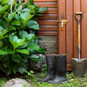 Grădină cu zone de umbră: plante recomandate