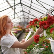 Grădină cu flori roșii: plante care atrag privirea Grădină cu flori roșii: plante care atrag privirea