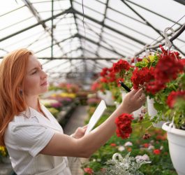 Grădină cu flori roșii: plante care atrag privirea